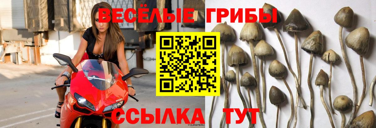 Псилоцибиновые грибы прущие грибы Шали